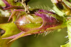 Melampyrum subalpinum