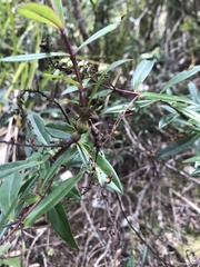 Veronica bishopiana