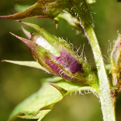 Melampyrum subalpinum