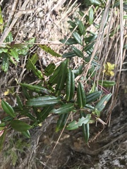 Veronica bishopiana