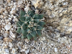 Mammillaria peninsularis