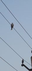 Elanus caeruleus