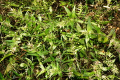 Melampyrum subalpinum