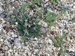 Mammillaria peninsularis