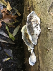 Tyromyces fumidiceps