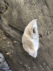 Tyromyces fumidiceps