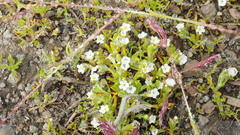 Plagiobothrys orientalis