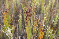 Elegia microcarpa