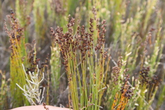 Elegia microcarpa