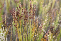 Elegia microcarpa