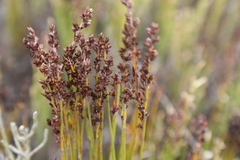 Elegia microcarpa