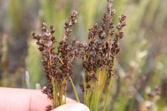 Elegia microcarpa