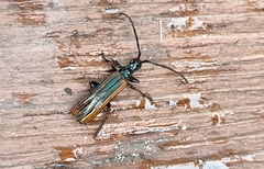 Stenoderus
