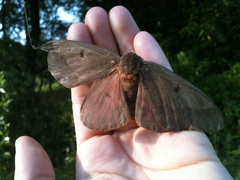 Citheronia sepulcralis