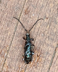 Stenoderus