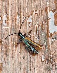 Stenoderus
