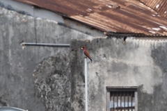 Eurystomus glaucurus