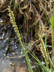 Sporobolus anglicus