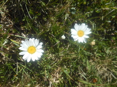 Leucanthemopsis