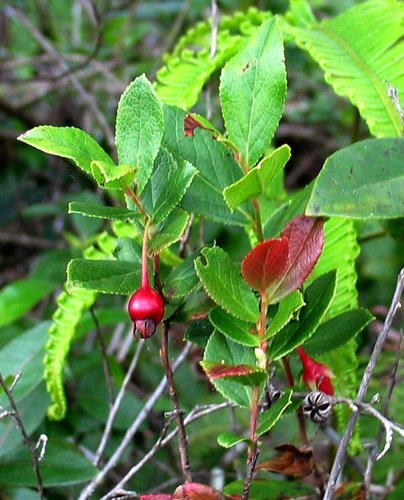 Vaccinium dentatum
