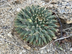 Mammillaria peninsularis