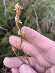Schoenus brevifolius