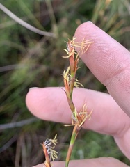 Schoenus brevifolius