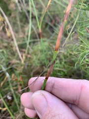 Schoenus brevifolius