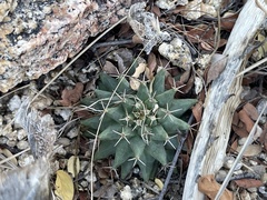 Mammillaria peninsularis