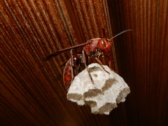 Polistes tenebricosus