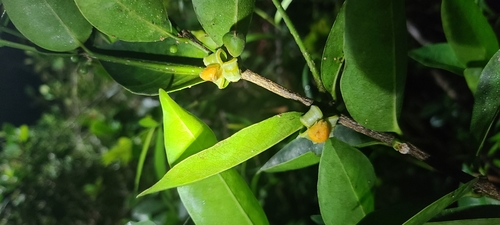 Goatwood (Cassipourea elliptica)