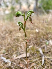 Pterostylis pusilla