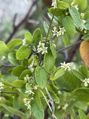 Metastelma californicum