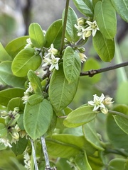 Metastelma californicum