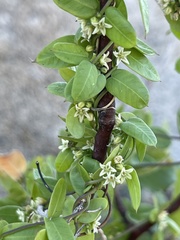 Metastelma californicum