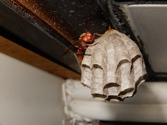 Polistes tenebricosus