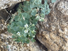 Drymaria holosteoides