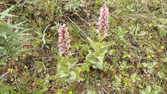 Galearis camtschatica