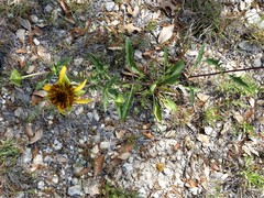 Tetragonotheca texana