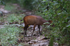 Cephalophorus callipygus