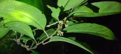 Cestrum macrophyllum
