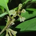 Cestrum macrophyllum - Photo (c) ritirene, some rights reserved (CC BY), uploaded by ritirene