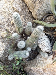 Echinocereus sciurus