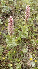 Galearis camtschatica