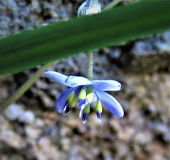 Dianella tenuissima