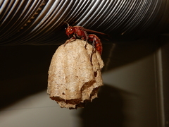 Polistes tenebricosus