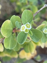 Euphorbia hindsiana