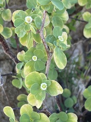 Euphorbia hindsiana
