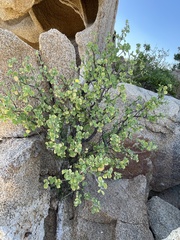 Euphorbia hindsiana