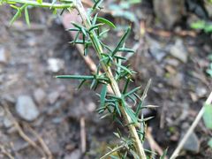 Genista triacanthos
